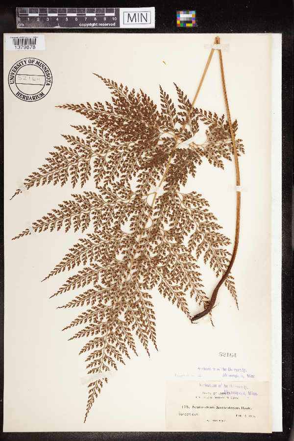 Polystichum denticulatum image