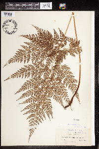 Image of Polystichum denticulatum