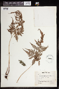 Polystichum denticulatum image