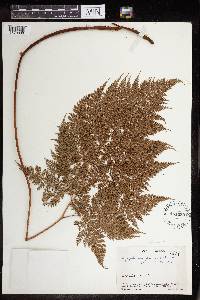 Polystichum denticulatum image