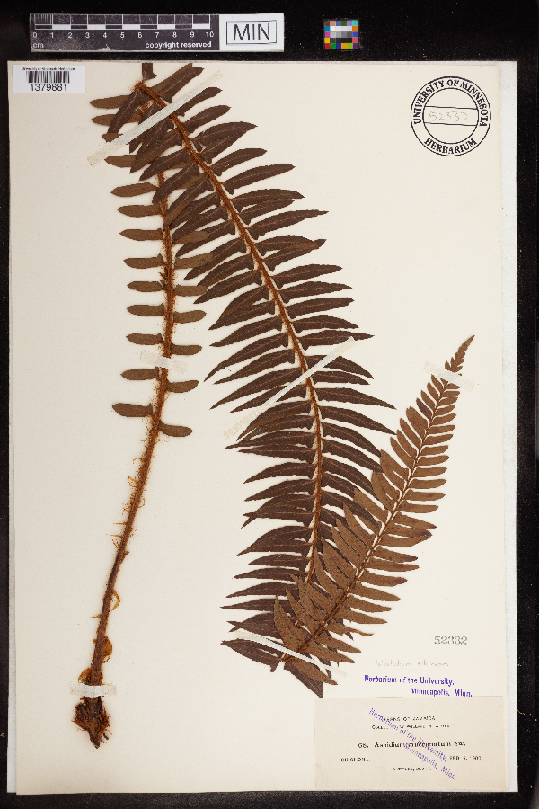 Polystichum echinatum image