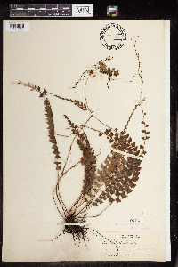 Image of Polystichum ilicifolium