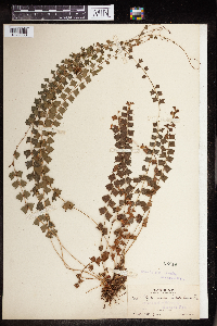 Polystichum ilicifolium image