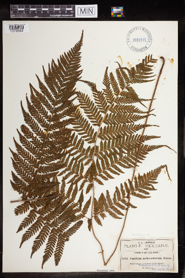 Polystichum melanostictum image