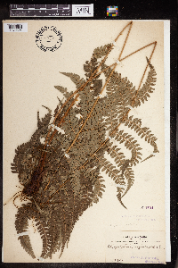 Polystichum aculeatum image