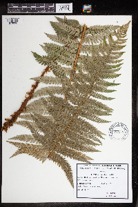 Polystichum aculeatum image