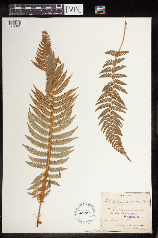 Polystichum angulare image
