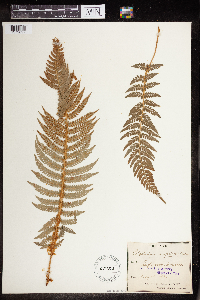 Image of Polystichum angulare
