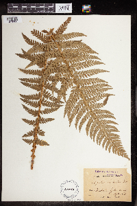 Polystichum aculeatum image