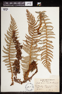 Polystichum aculeatum image