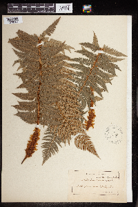 Polystichum aculeatum image