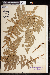 Polystichum aculeatum image