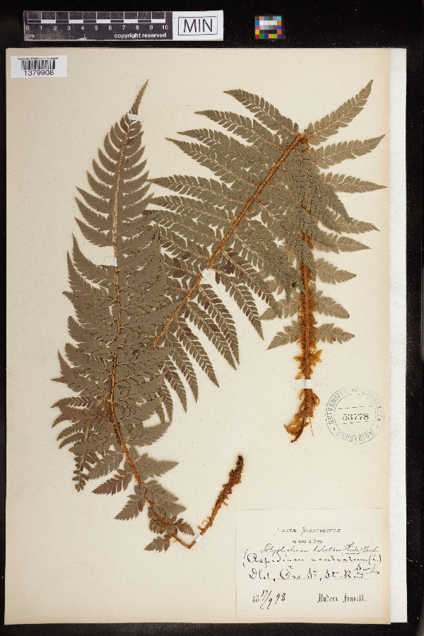 Polystichum lobatum image