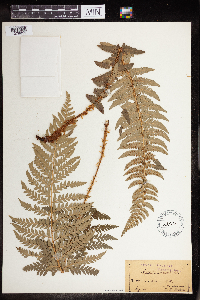 Polystichum aculeatum image