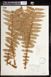Polystichum angulare image