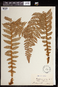 Polystichum angulare image