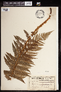 Polystichum lobatum image