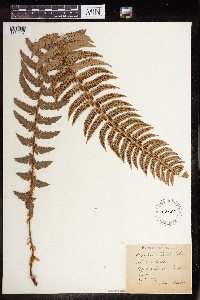 Polystichum lobatum image