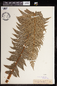 Polystichum lobatum image