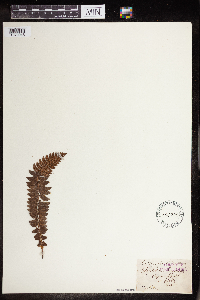 Image Associated With the Occurrence