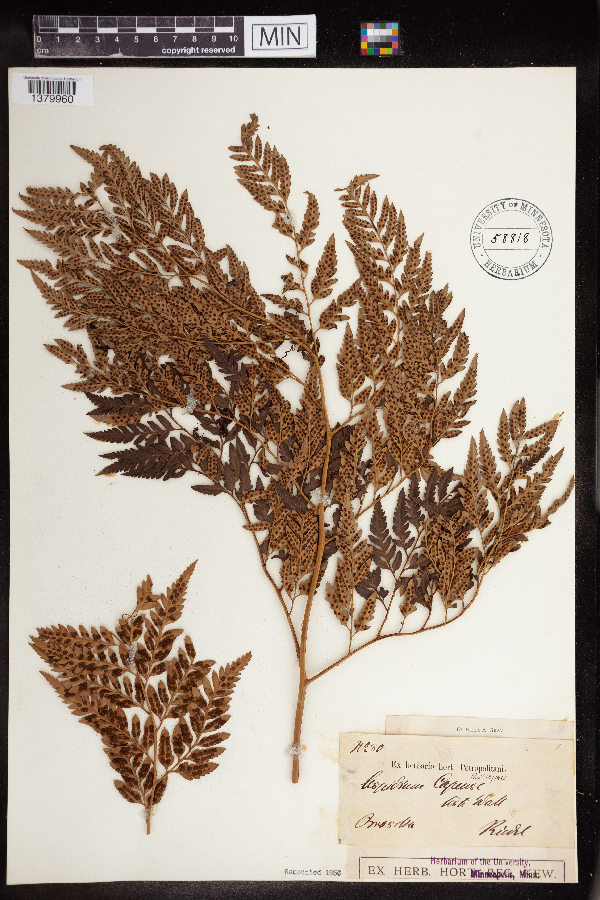 Polystichum capense image