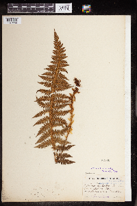 Polystichum aculeatum image