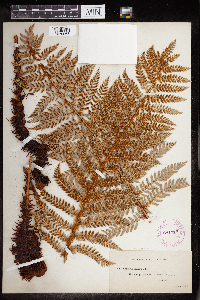 Polystichum aculeatum image