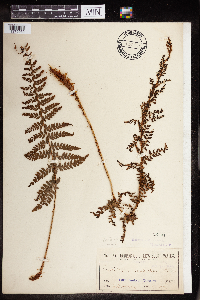 Polystichum aculeatum image