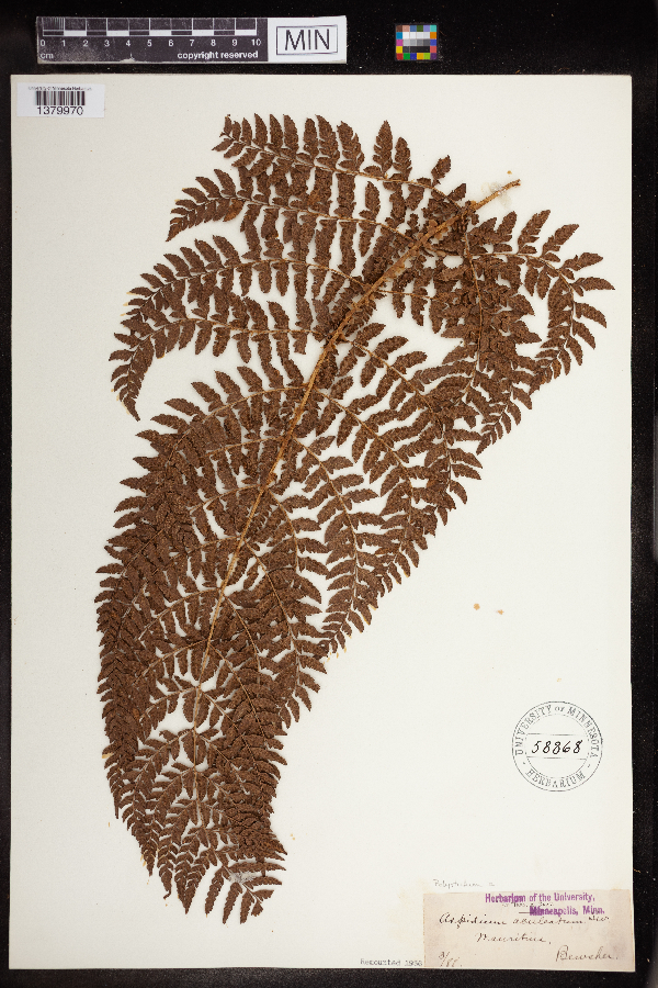 Polystichum aculeatum image