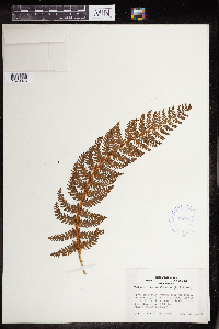 Polystichum aculeatum image