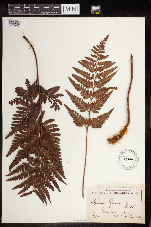 Polystichum adiantiforme image
