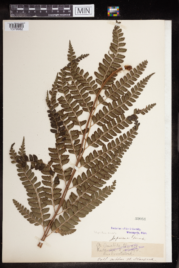 Polystichum amabile image