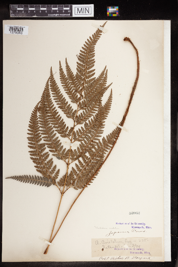 Polystichum aristatum image