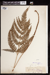 Image of Polystichum aristatum