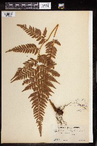Image of Polystichum carvifolium