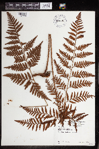 Image of Polystichum coriaceum
