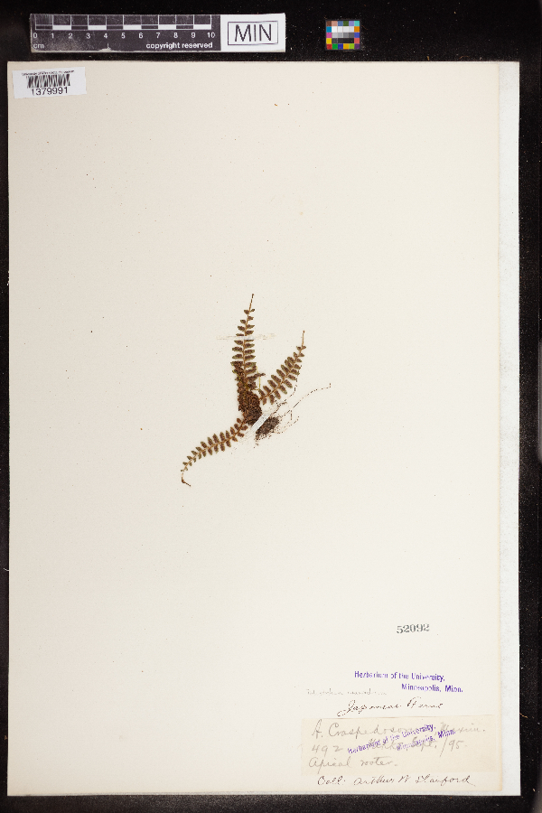 Polystichum craspedosorum image