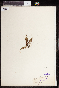 Image of Polystichum craspedosorum
