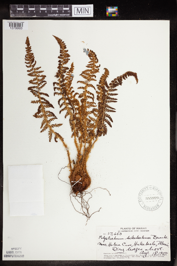 Polystichum haleakalense image