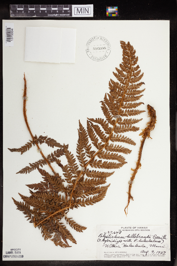 Polystichum hillebrandii image