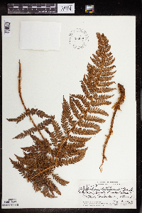 Image of Polystichum hillebrandii