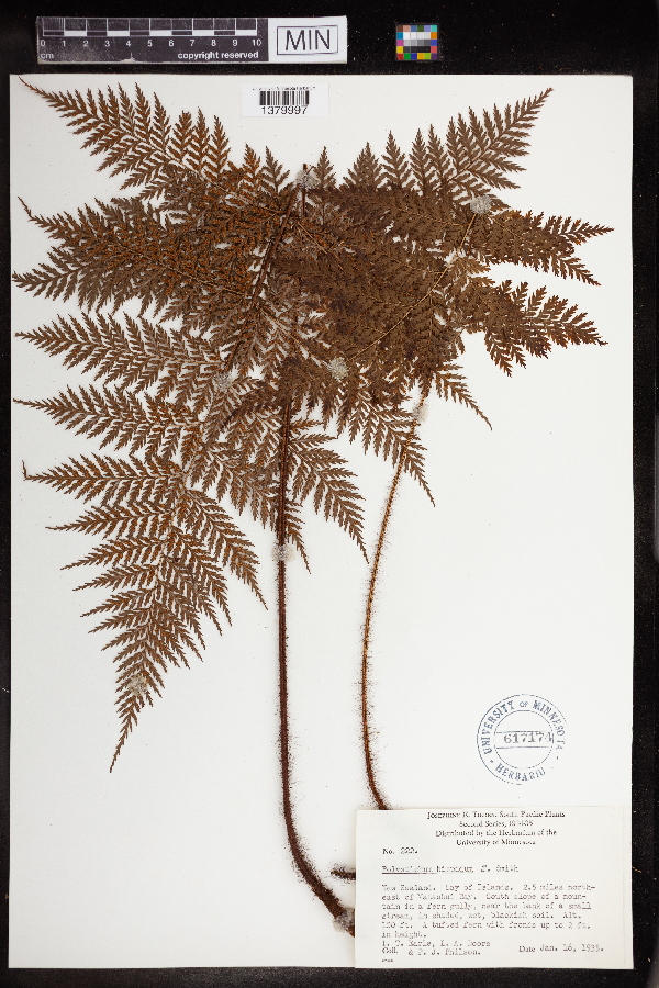 Polystichum hispidum image