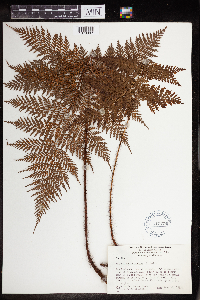 Image of Polystichum hispidum