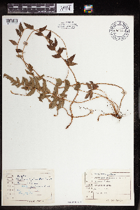 Image of Polystichum lepidocaulon