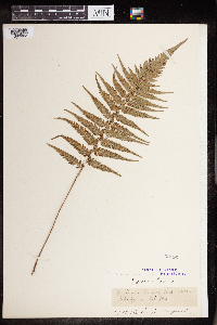 Polystichum lobatum image