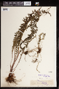 Image of Polystichum maximowiczii