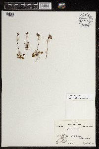 Micranthes nivalis image