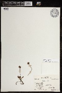 Micranthes nivalis image