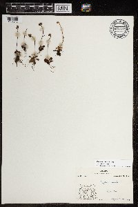 Thumbnail image of current specimen