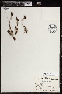 Micranthes nivalis image